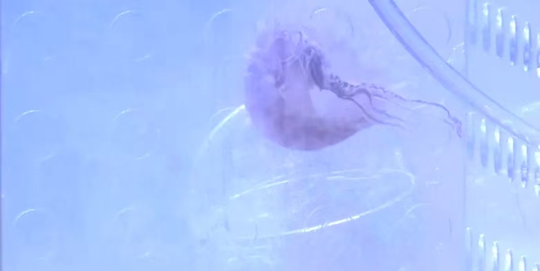 我国成功研制形似水母的透明机器人 我国成功研制形似水母的透明机器人