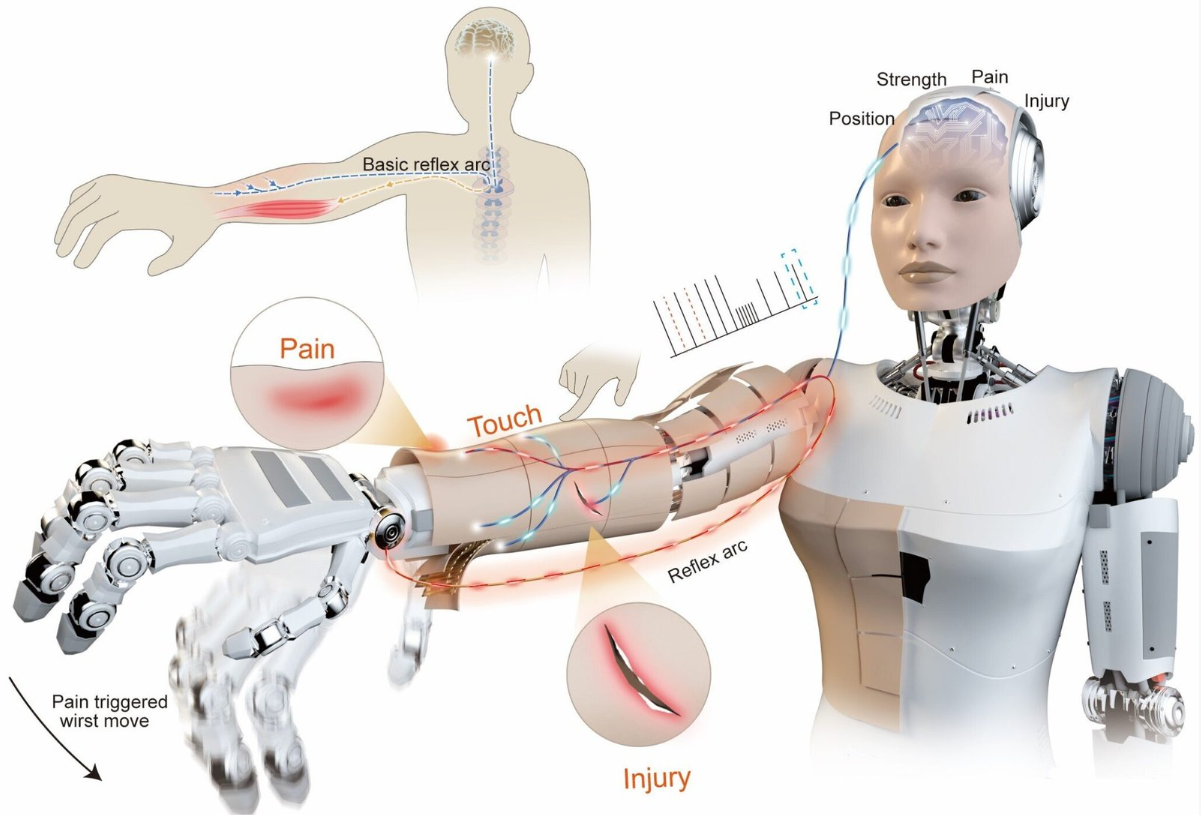 一种新型机器人皮肤：能感受疼痛并比处理器反应更快