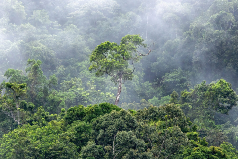 热带森林实际上是隐藏在明处的巨大造雨机器